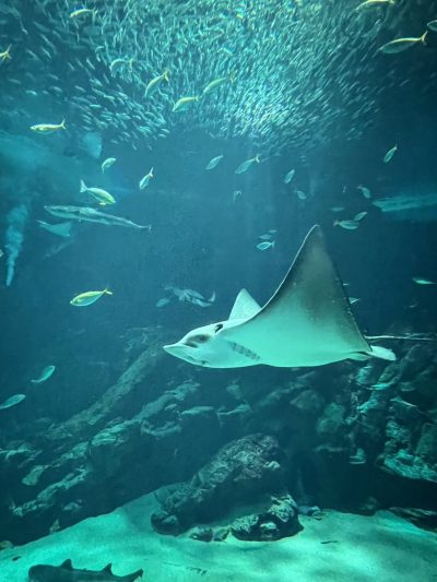 水族館へ | プライベート