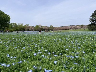 久しぶりの昭和記念公園 | 趣味・マイブーム