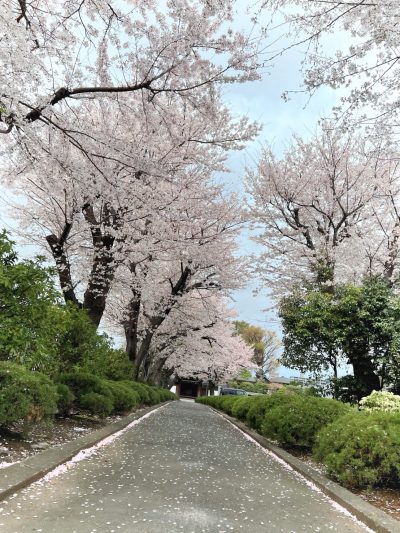 桜を見に大昌寺参道へ | プライベート