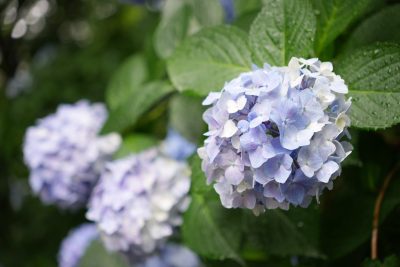 紫陽花祭り | プライベート